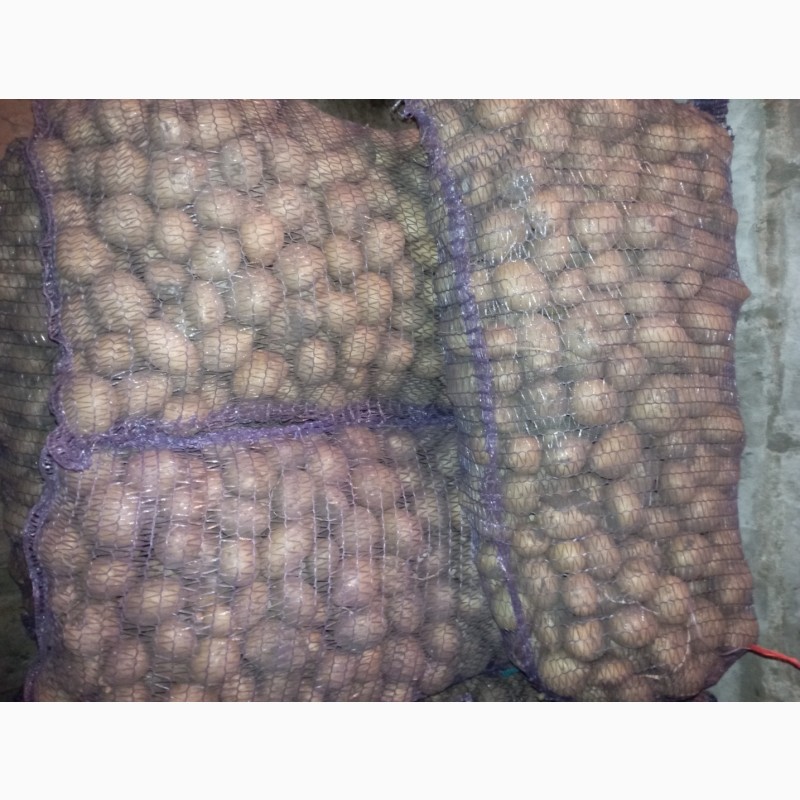 Фото 2. Продам семенной картофель, сорт Гранада, Коннект