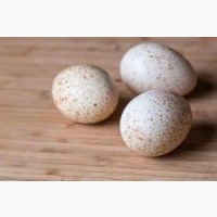 Продам инкубацыонные яйца индюков Кросс ХАЙБРИГ(Венгрия)