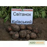 Картопля сортова Світанок Київський, якісна, опт від 10тонн