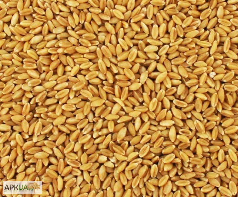 Продам зерно пшеницы, Чернигов, Пшеница — APKUA