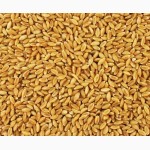 Продам зерно пшеницы