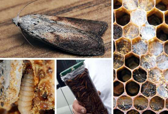 Фото 2. Продам продукты пчеловодства:трутневое молочко, экстракт личинок восковой моли, мед