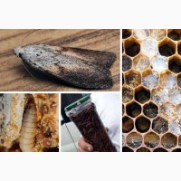 Продам продукты пчеловодства:трутневое молочко, экстракт личинок восковой моли, мед