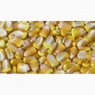 Семена кукурузы Элисон ФАО 290 (Франция)