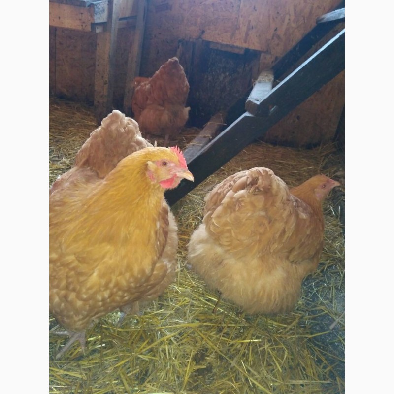 Фото 2. Яйца инкубационные Орпингтон желтый