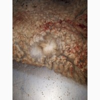 Поставляем сырье из Испании- шкуры мериносовых овец