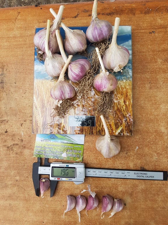 Фото 7. Продам чеснок, семена; Любаша и Харьковский фиолетовый