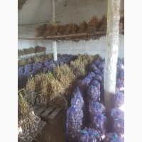 Продам чеснок, семена; Любаша и Харьковский фиолетовый