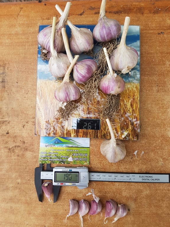 Фото 9. Продам чеснок, семена; Любаша и Харьковский фиолетовый