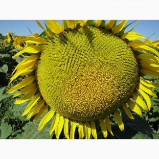 КАРДИНАЛ – насіння соняшнику (економ)