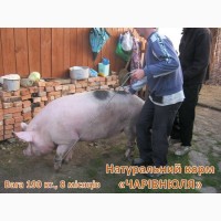 Рослинний Еко-корм «Чарівнюля» для свиней, ВРХ та курей