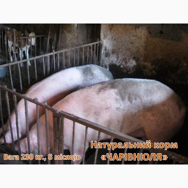 Фото 3. Рослинний Еко-корм «Чарівнюля» для свиней, ВРХ та курей