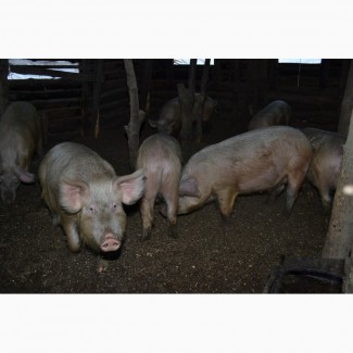 Продам свиней живою вагою на м#039;ясо