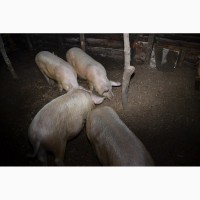 Продам свиней живою вагою на м#039;ясо