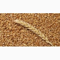 Закупляєм пшеницю