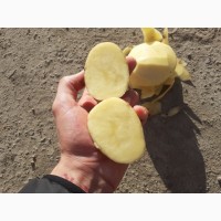 Продаю картофель.опт