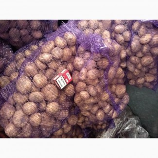 Продажа товарного картофеля крупным оптом