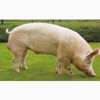 Продам товарных свиней Бекон
