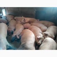 Продам товарных свиней Бекон