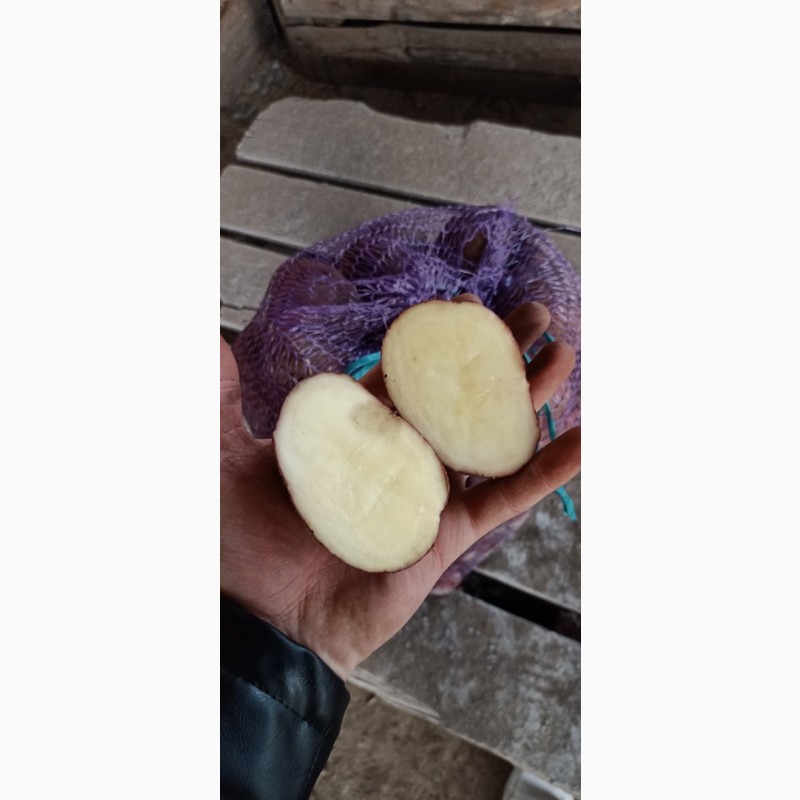 Фото 8. Товарный картофель Оптом !!! Урожай 2020 года
