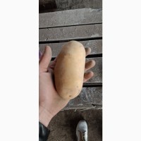 Товарный картофель Оптом !!! Урожай 2020 года