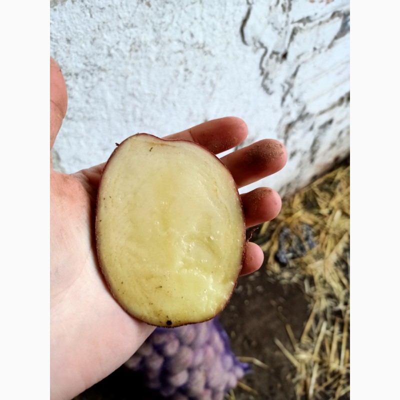 Фото 14. Товарный картофель Оптом !!! Урожай 2020 года