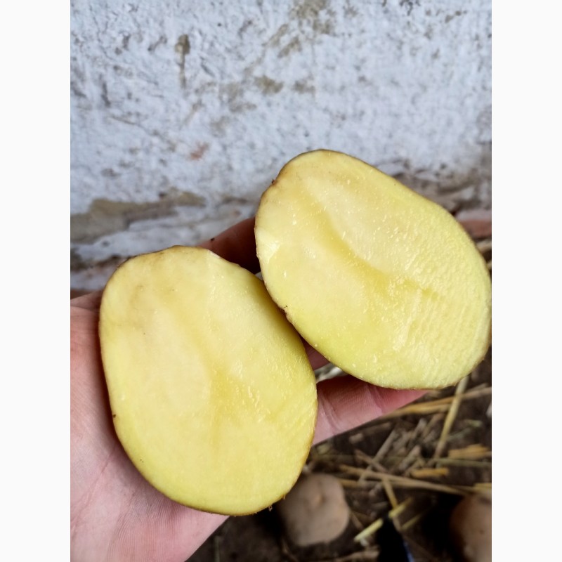 Фото 18. Товарный картофель Оптом !!! Урожай 2020 года