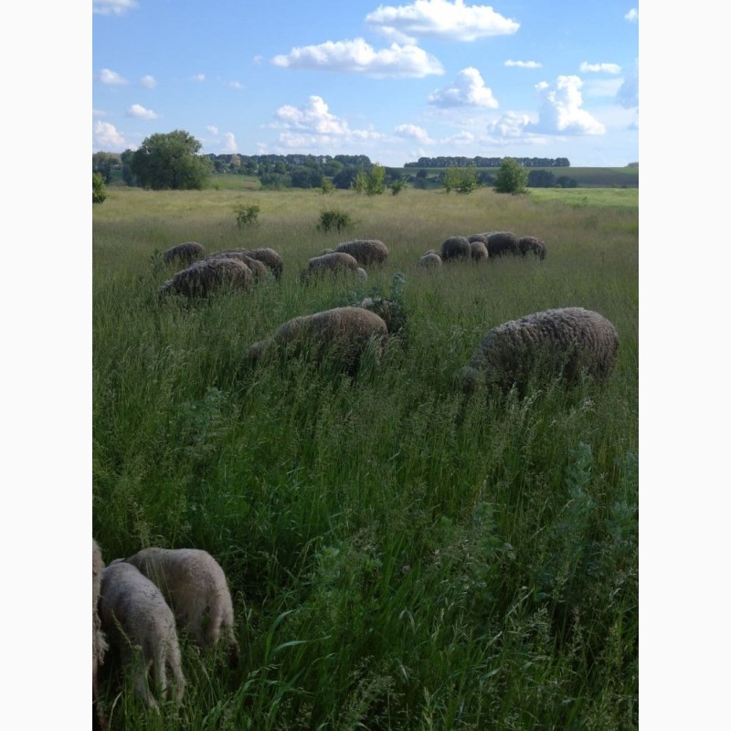 Фото 2. Овцы вівці Мериноси і Романовці.Баранина на мясо