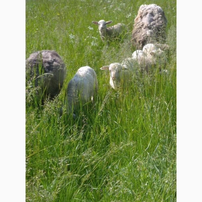 Фото 4. Овцы вівці Мериноси і Романовці.Баранина на мясо
