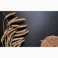 Продам пшеницю великими партіями