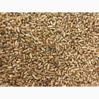 Продам насіння озимої пшениці сорту Ріно 1-Р