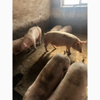 Продам свиней, жывым весом