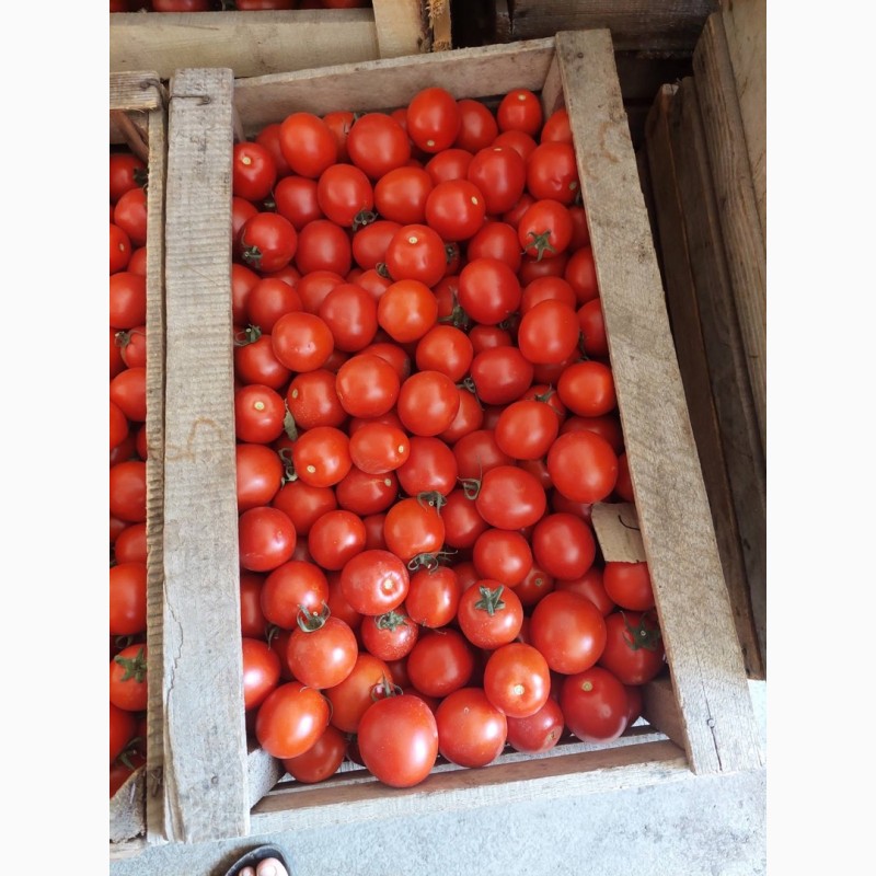 Фото 2. Продамо помідори (сливки) польові