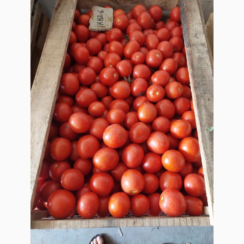 Фото 3. Продамо помідори (сливки) польові