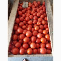 Продамо помідори (сливки) польові
