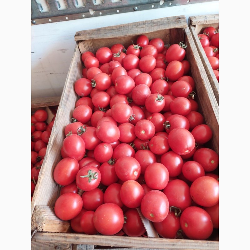 Фото 4. Продамо помідори (сливки) польові
