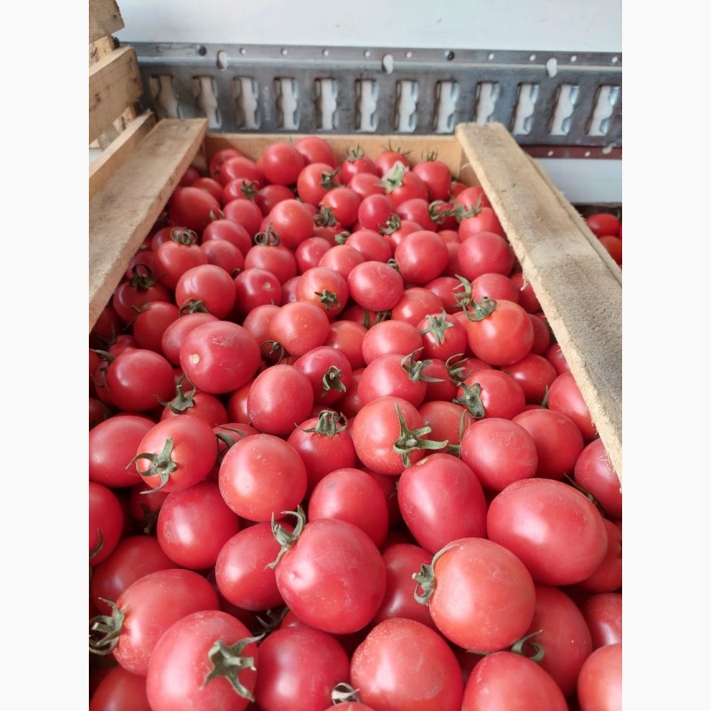 Фото 5. Продамо помідори (сливки) польові