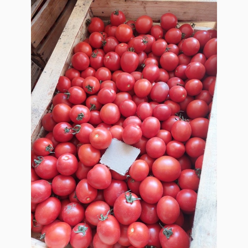 Фото 6. Продамо помідори (сливки) польові