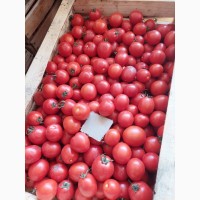 Продамо помідори (сливки) польові