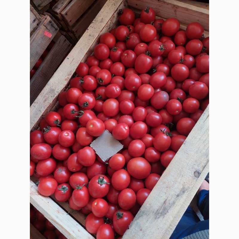 Фото 7. Продамо помідори (сливки) польові