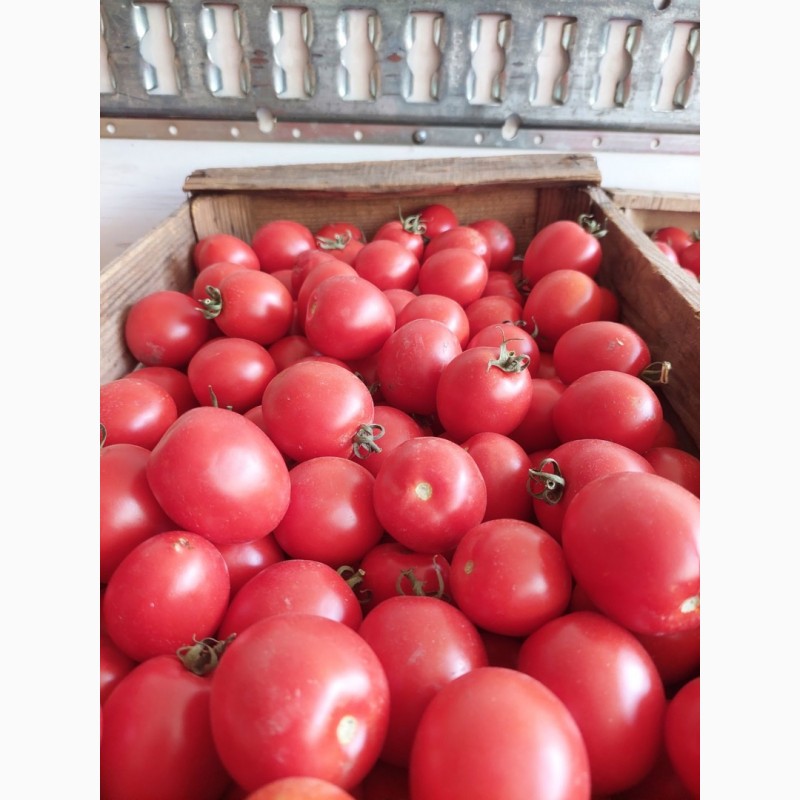 Фото 8. Продамо помідори (сливки) польові