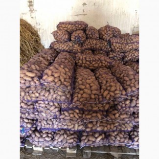 Продам картоплю від виробника від 10 тон