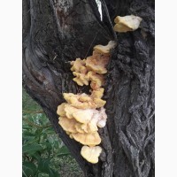 Продам гриб трутовик серно-желтий сушеный 2024 г сбора