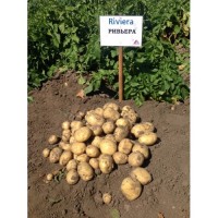 Продам насіння картоплі Рів#039;єри друга репродукція
