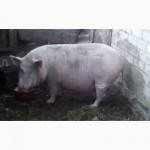 Продам поросних свиноматок
