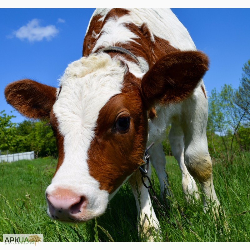 Фото 3. Продам молочну корову з телям