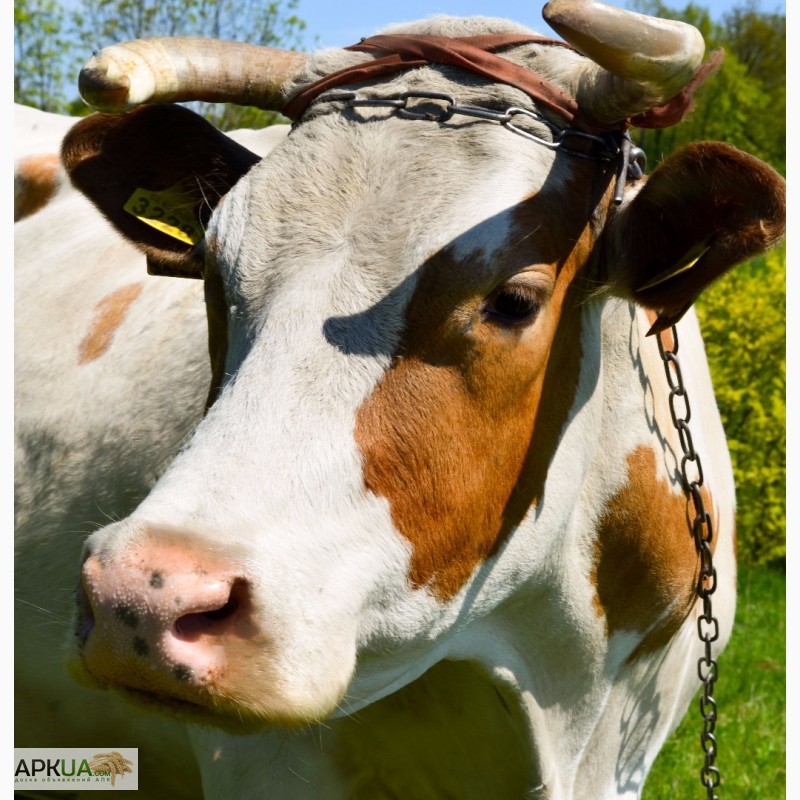 Фото 4. Продам молочну корову з телям