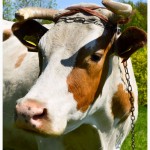 Продам молочну корову з телям