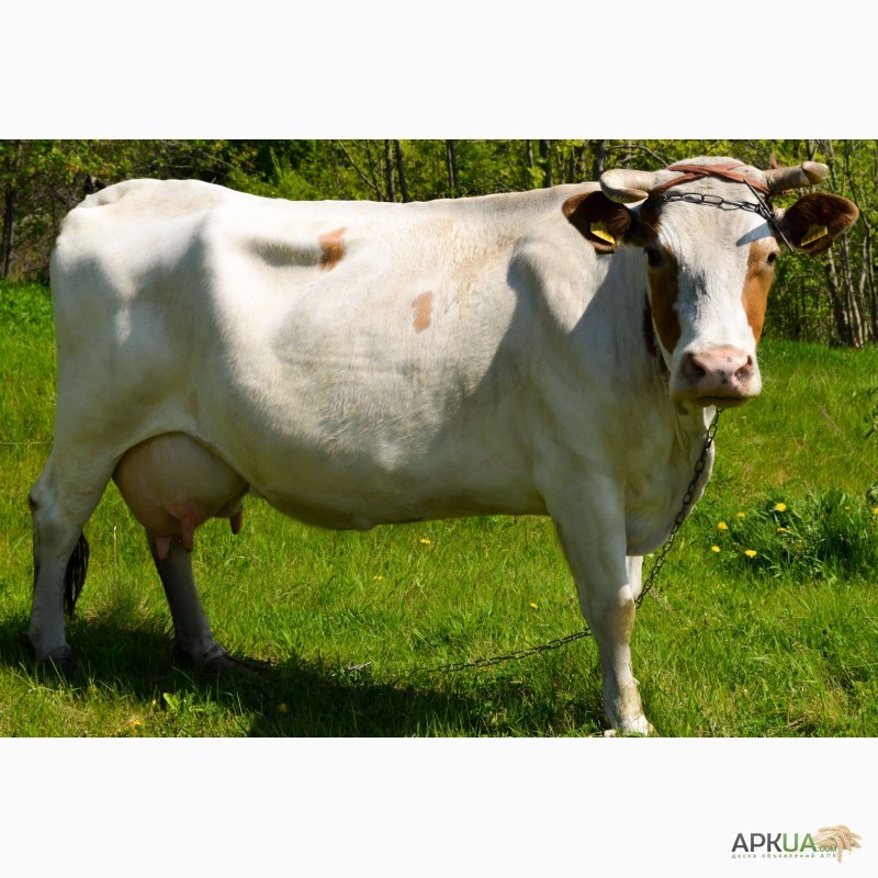 Фото 6. Продам молочну корову з телям