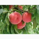 НОВЫЕ сорта саженцев персика/нектарина (США) от производителя